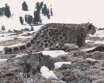 Sn&ouml;leopard i det fria